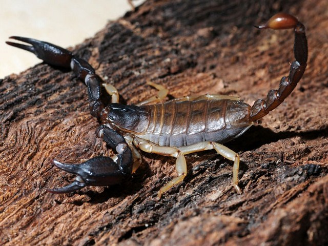 Породы скорпионов в Приволжском | ЗооТом портал о животных