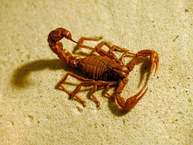 Породы скорпионов в Приволжском | ЗооТом портал о животных