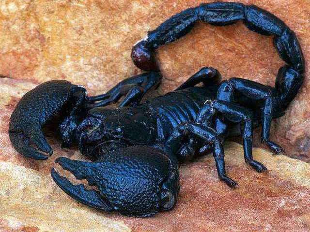 Все о скорпионах в Приволжском | ЗооТом портал о животных