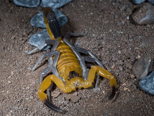 Содержание скорпионов и уход за ними в Приволжском | ЗооТом портал о животных