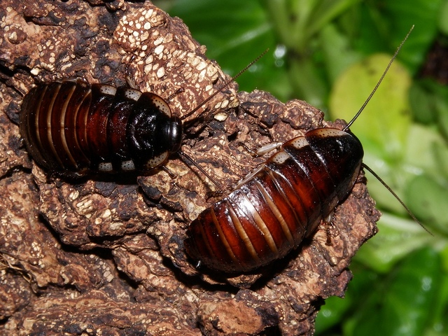 Породы тараканов в Приволжском | ЗооТом портал о животных