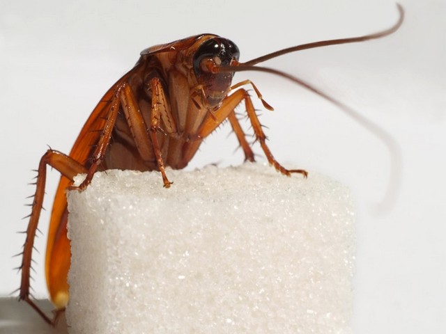 Все о тараканах в Приволжском | ЗооТом портал о животных