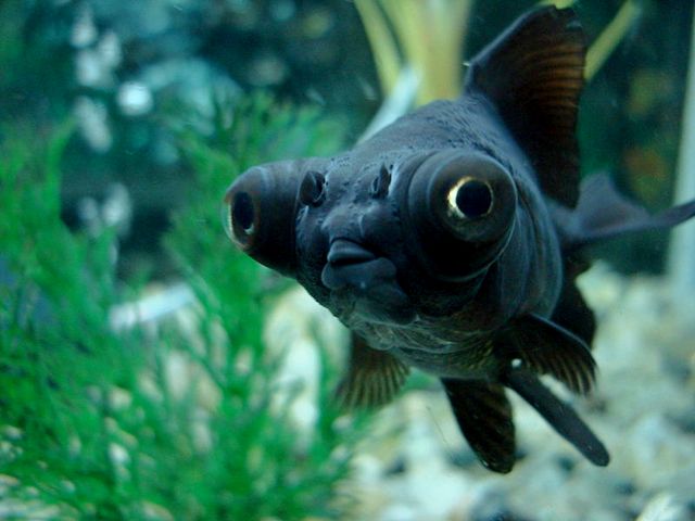 Породы аквариумных рыбок в Приволжском | ЗооТом портал о животных