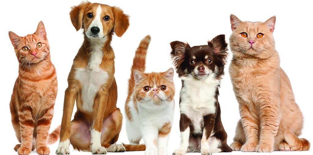Доска объявлений о животных | ЗооТом - продажа, вязка и услуги для животных в Приволжском