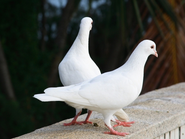Все о голубях | ЗооТом - продажа, вязка и услуги для животных в Приволжском