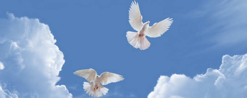 Все о голубях | ЗооТом - продажа, вязка и услуги для животных в Приволжском