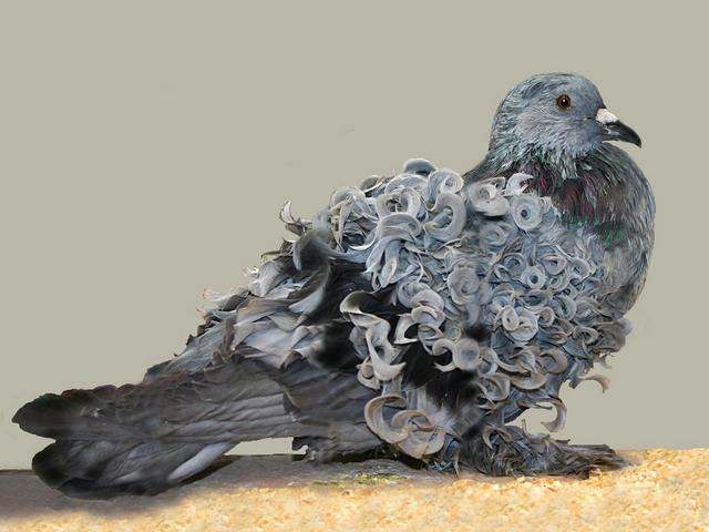 Породы голубей | ЗооТом - продажа, вязка и услуги для животных в Приволжском