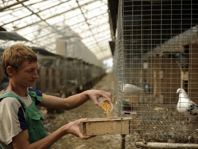 Содержание голубей и уход за ними | ЗооТом - продажа, вязка и услуги для животных в Приволжском