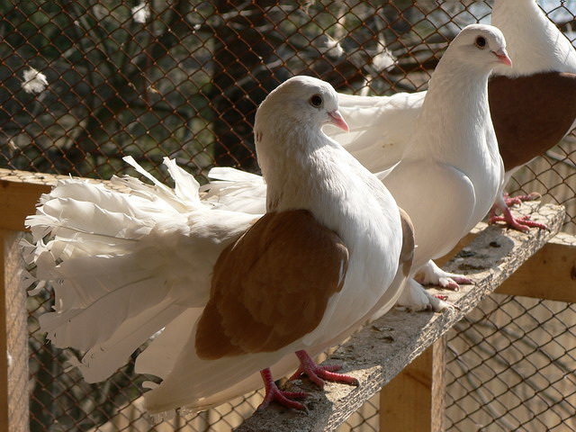 Содержание голубей и уход за ними в Приволжском