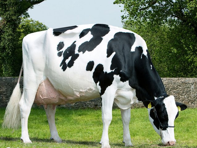 Породы коров в Приволжском | ЗооТом портал о животных