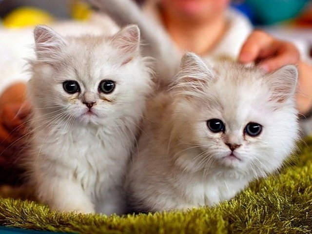 Породы кошек в Приволжском | ЗооТом портал о животных