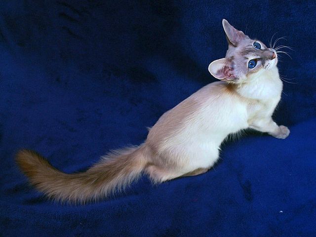Выведенные породы кошек в Приволжском | ЗооТом портал о животных
