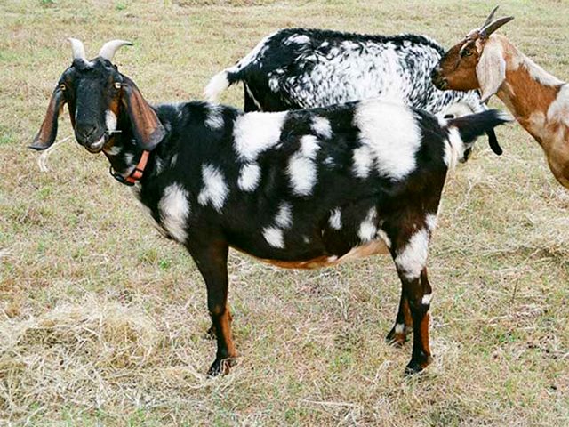 Породы коз в Приволжском | ЗооТом портал о животных