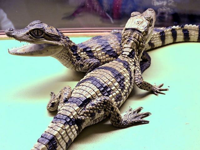 Все о крокодилах в Приволжском | ЗооТом портал о животных