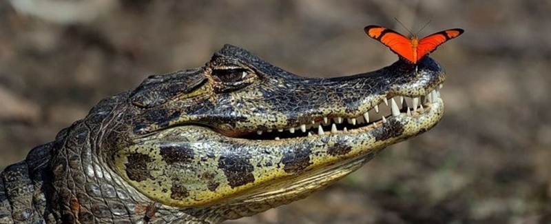 Все о крокодилах в Приволжском | ЗооТом портал о животных