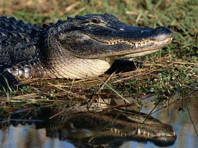 Породы крокодилов в Приволжском | ЗооТом портал о животных
