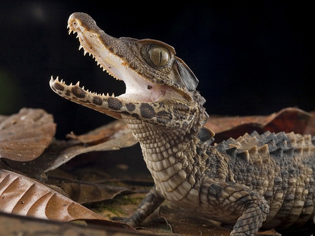 Содержание крокодилов и уход за ними в Приволжском | ЗооТом портал о животных