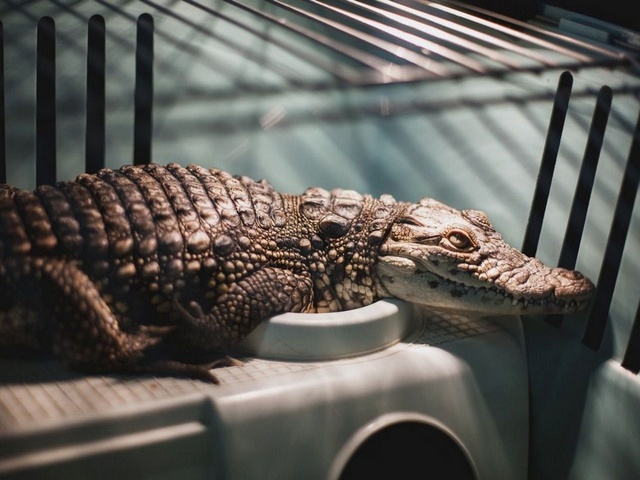 Содержание крокодилов и уход за ними в Приволжском | ЗооТом портал о животных