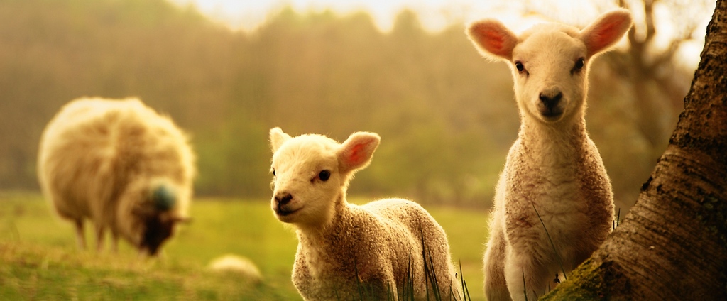 Объявления о сельскохозяйственных животных | ЗооТом - продажа, вязка и услуги для животных в Приволжском