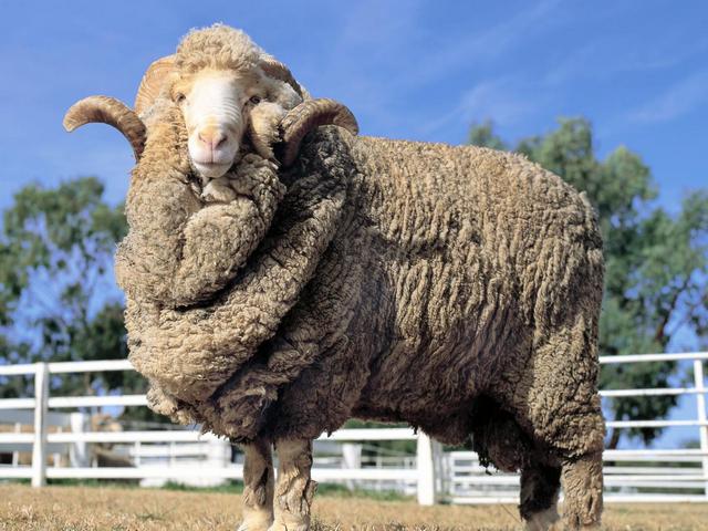 Породы овец в Приволжском | ЗооТом портал о животных