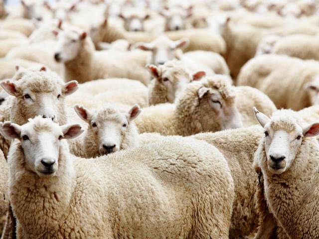 Породы овец в Приволжском | ЗооТом портал о животных