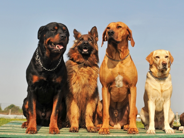 Крупные породы собак в Приволжском | ЗооТом портал о животных