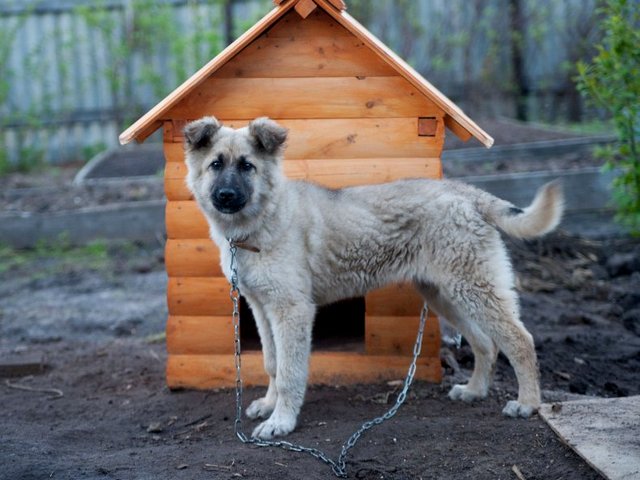 Все о собаках в Приволжском