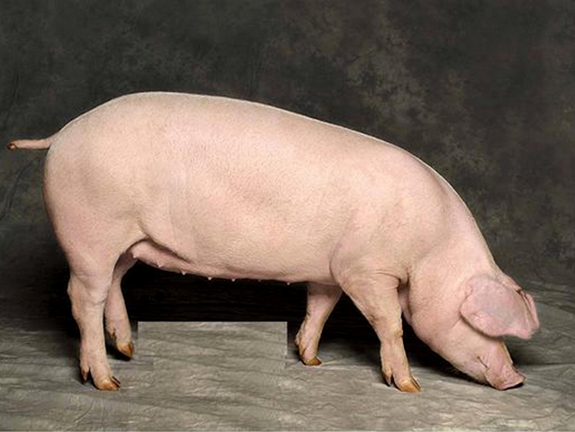 Породы свиней в Приволжском | ЗооТом портал о животных
