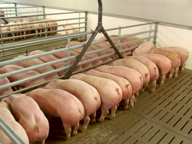 Содержание свиней и уход за ними в Приволжском | ЗооТом портал о животных