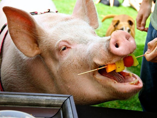 Статьи о свиньях в Приволжском | ЗооТом портал о животных