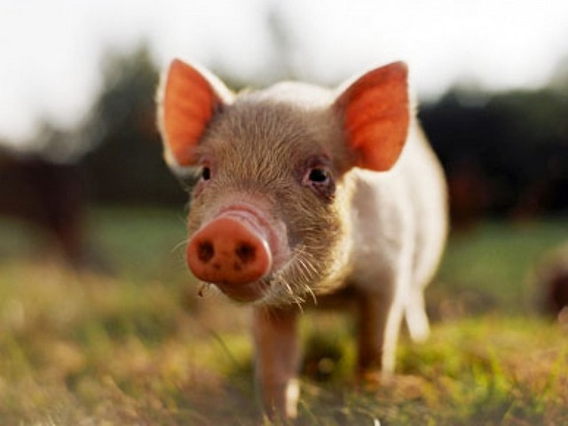 Все о свиньях в Приволжском | ЗооТом портал о животных