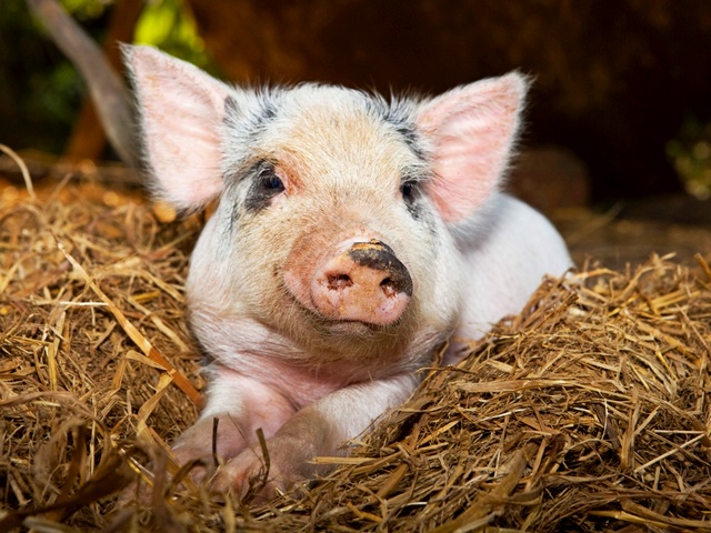 Все о свиньях в Приволжском | ЗооТом портал о животных